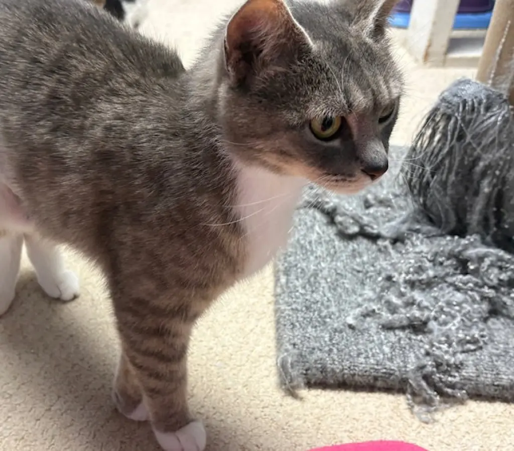 Blueberry, Willow Grove Area, (FCID 05/19/2026-69)