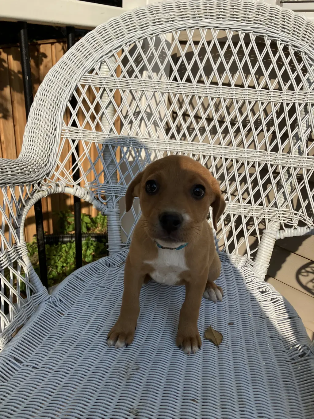 Gracie