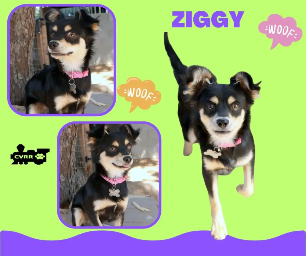 Ziggy