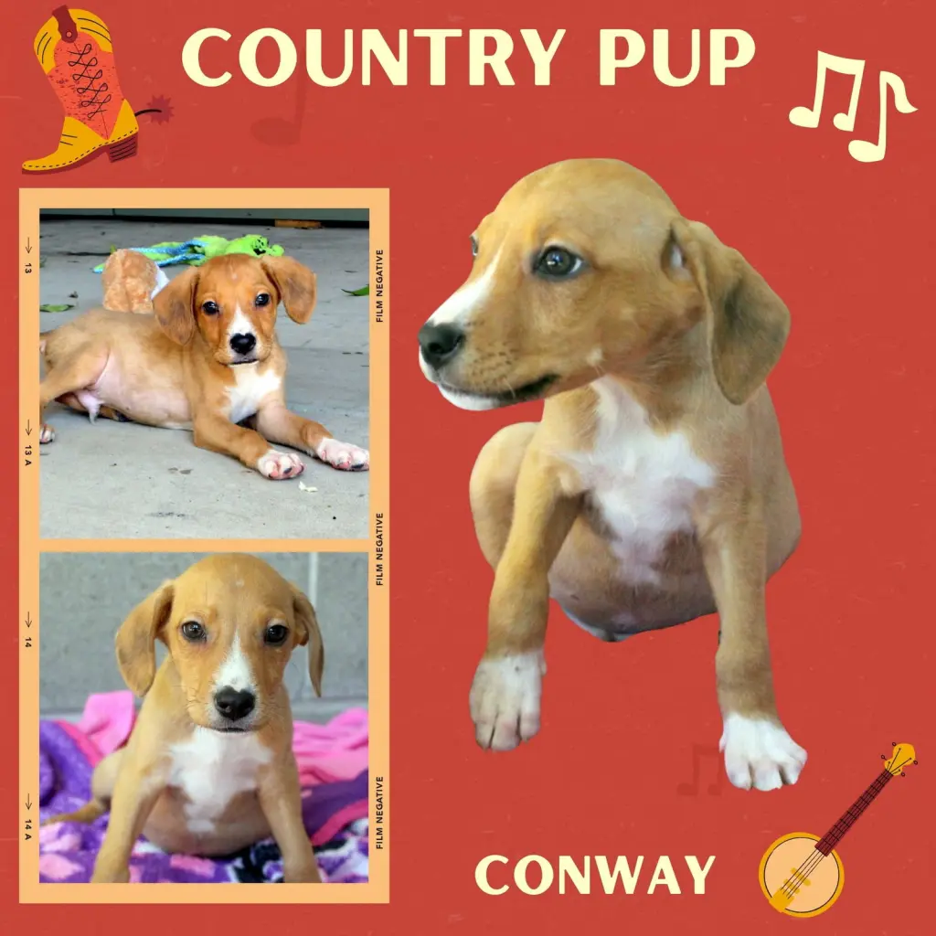 Conway(Puppy)