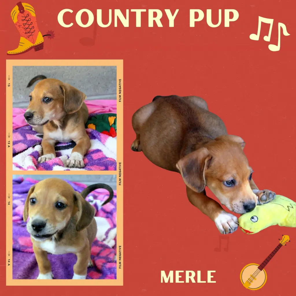 Merle (Puppy)