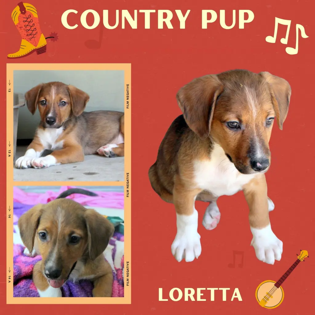 Loretta (Puppy)