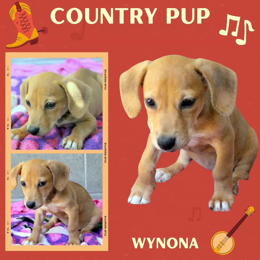 Wynona (Puppy)