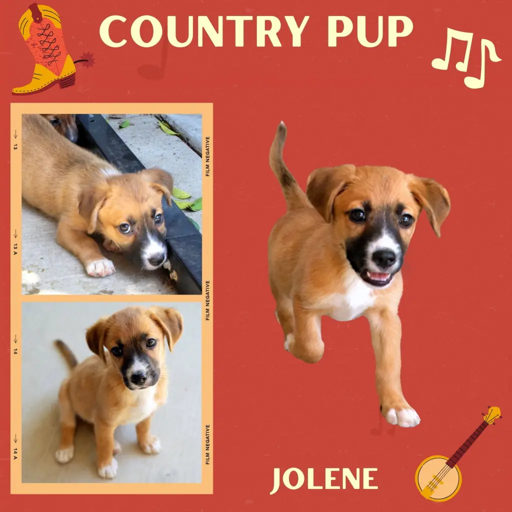 Jolene (Puppy)