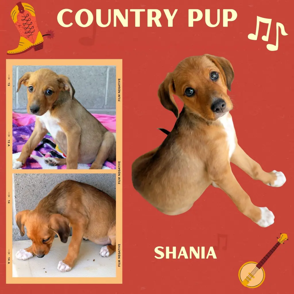Shania (Puppy)
