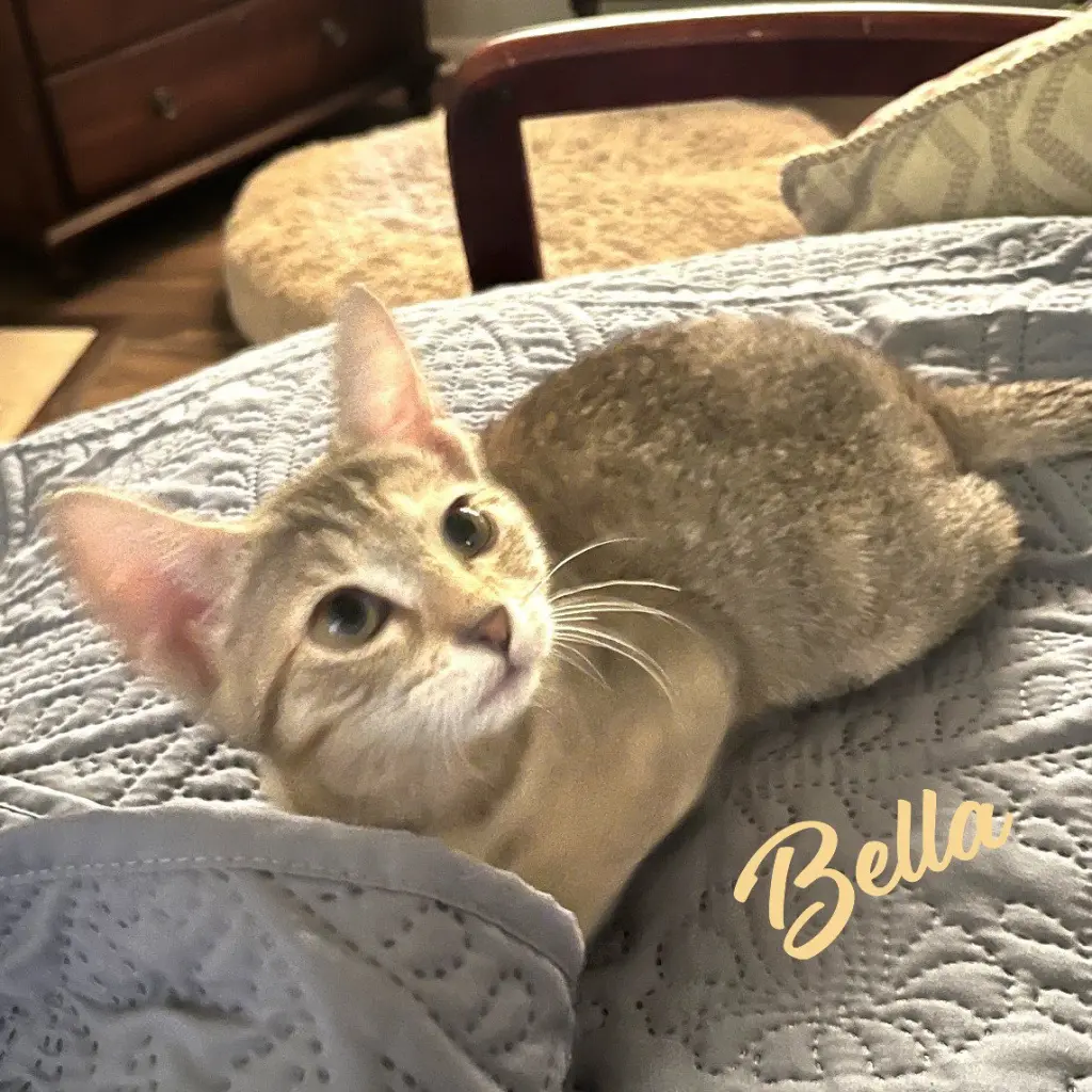 Bella #Heights-quintet