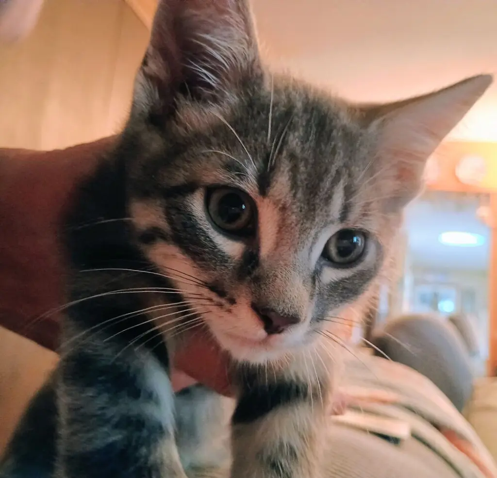 Bandit