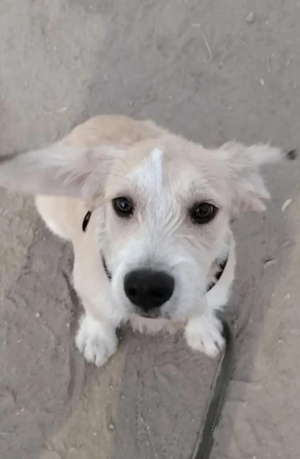 Eddie