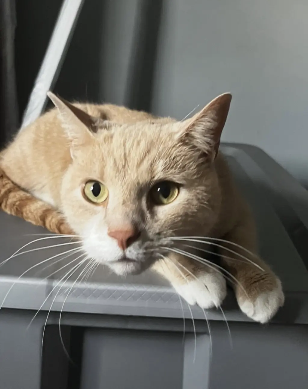 Vader (bonded with Cassie)