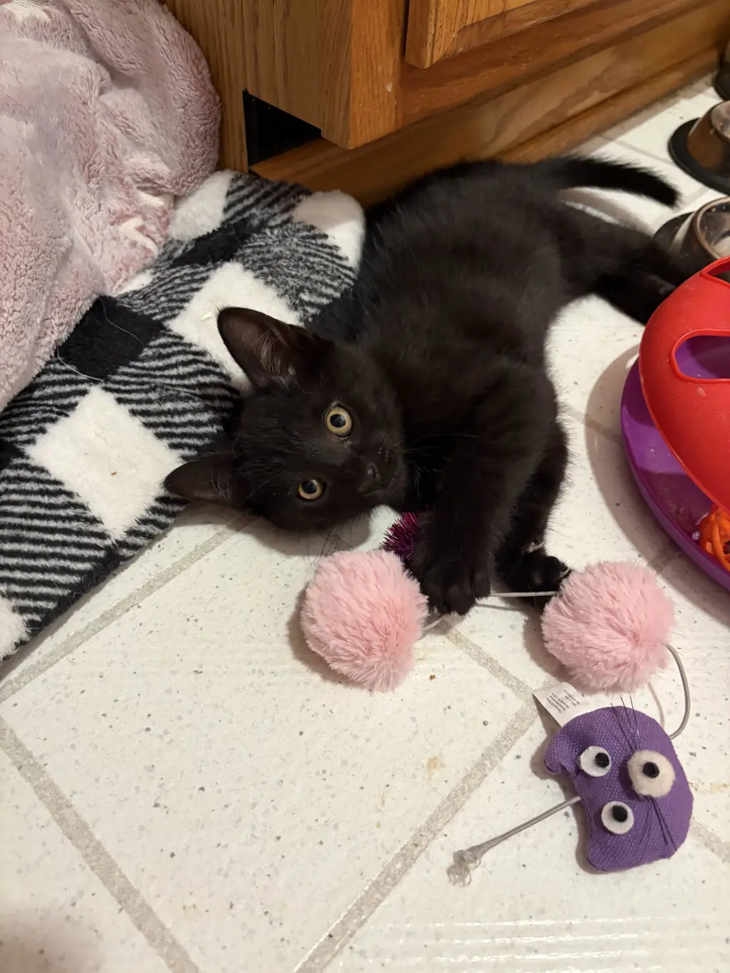 Noah