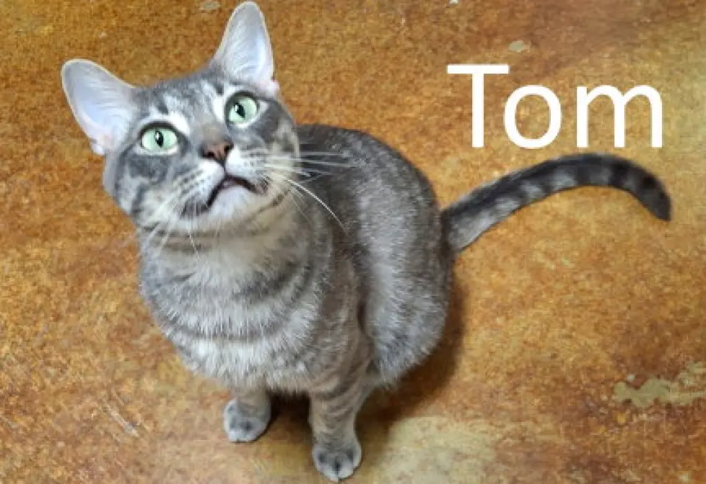 Tom
