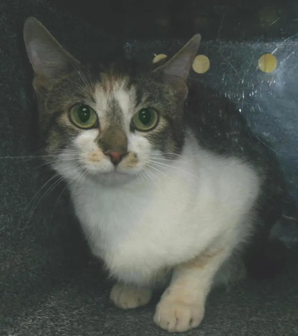 Candace (Working Cat)