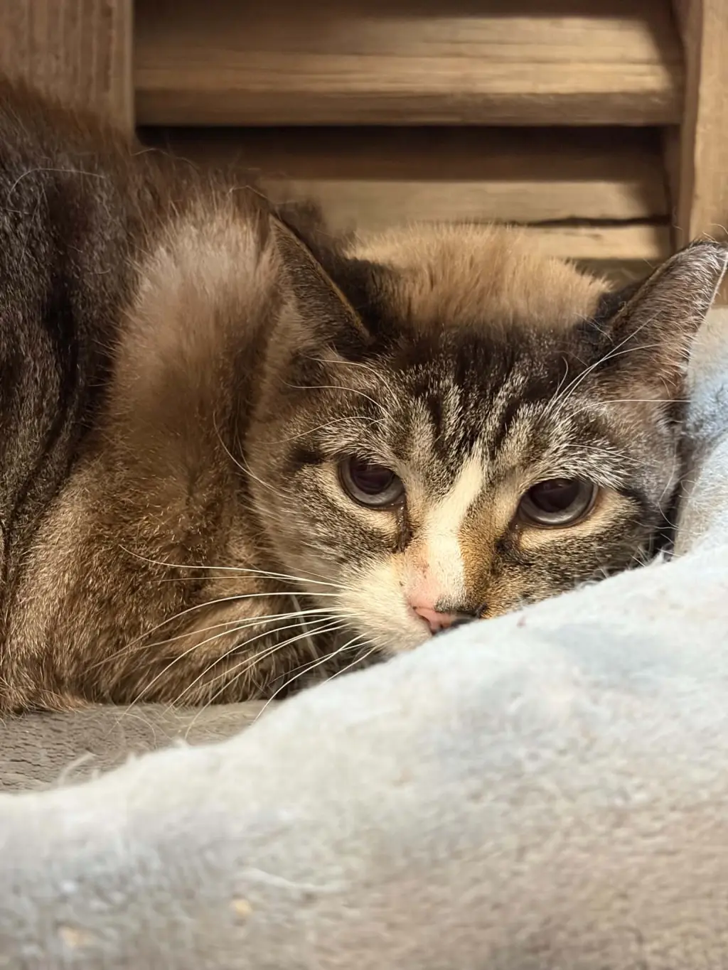 Petunia (foster cat)
