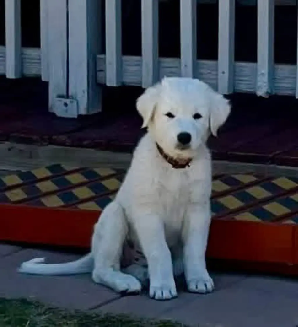 Simon
