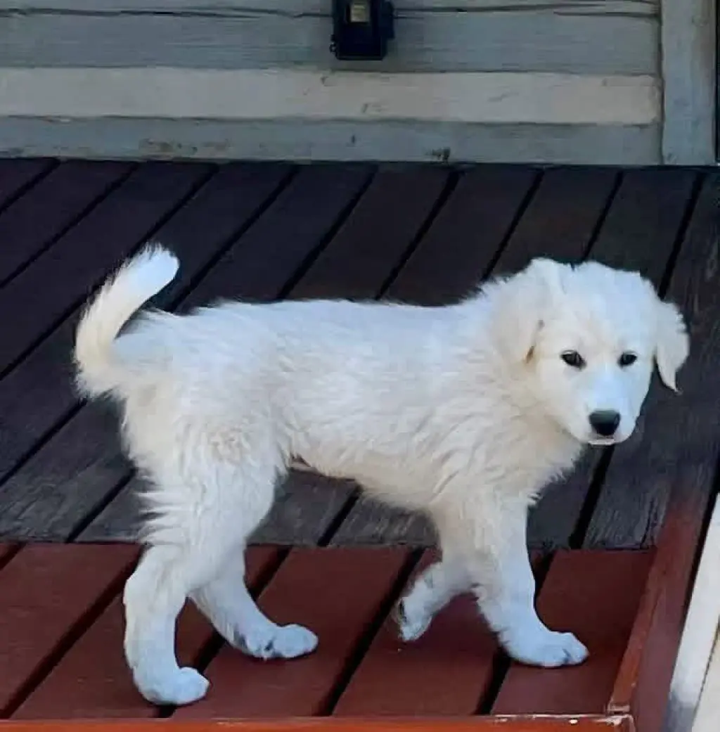 Eloise