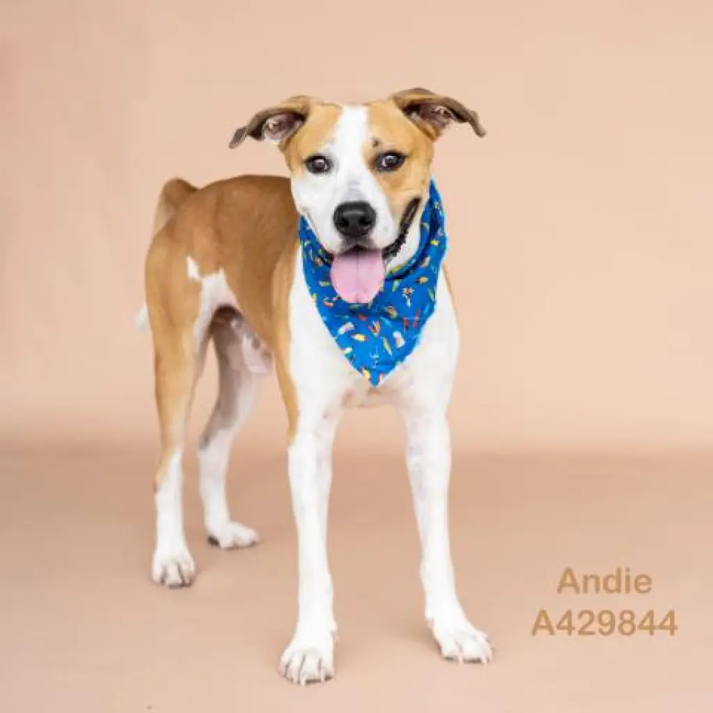ANDIE