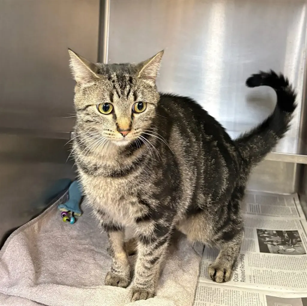 *OPAL