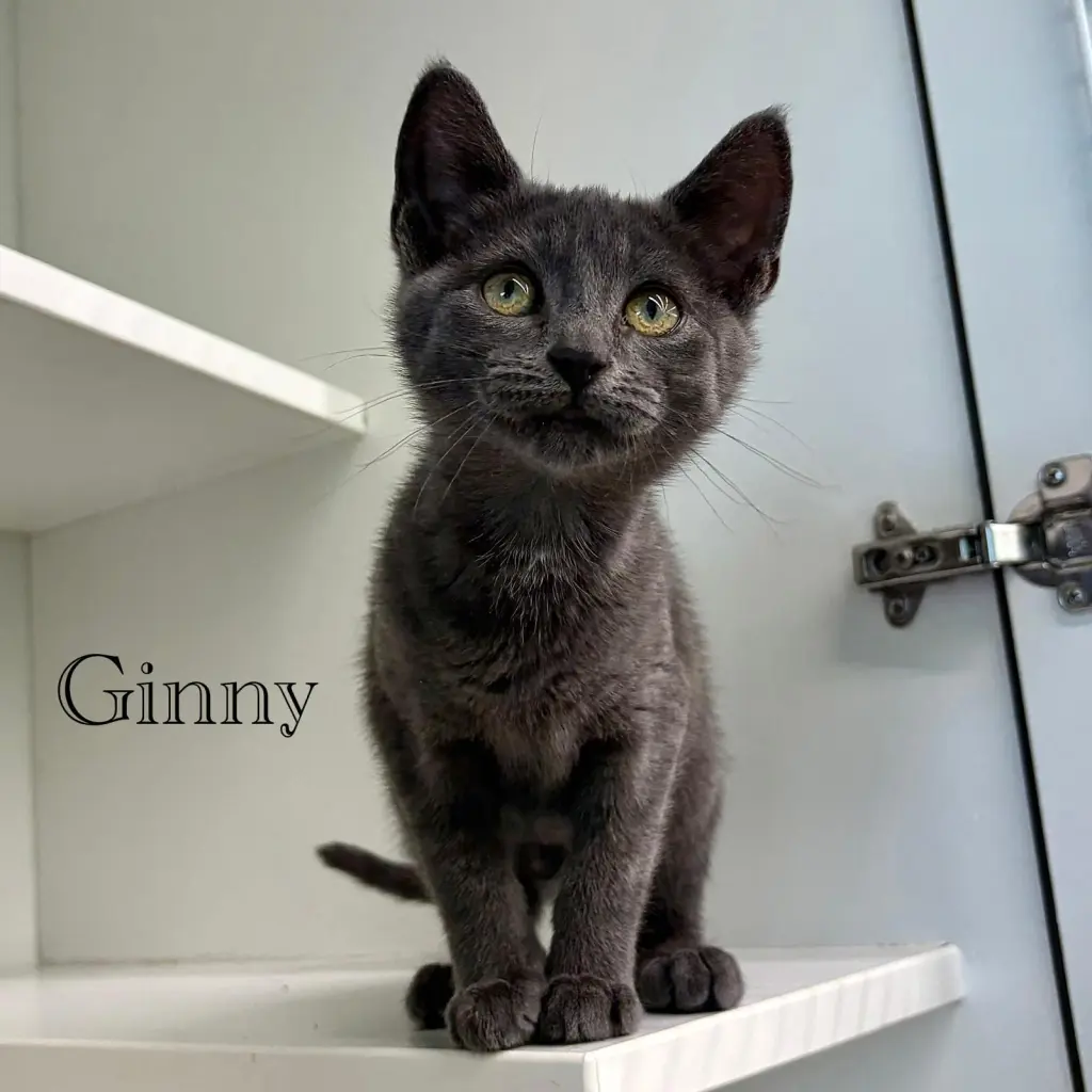 Ginny