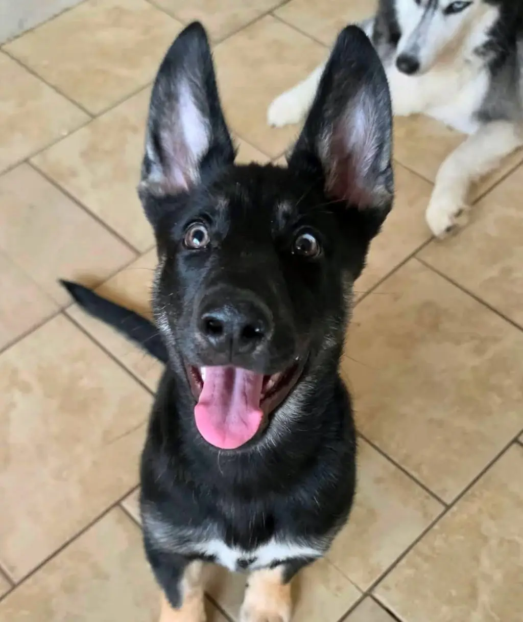 Nova