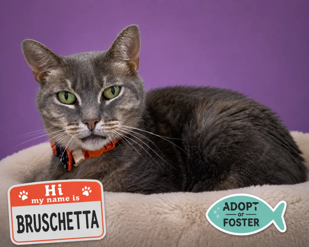 Bruschetta (FCID# 06/17/2026 - 48 Trainer)