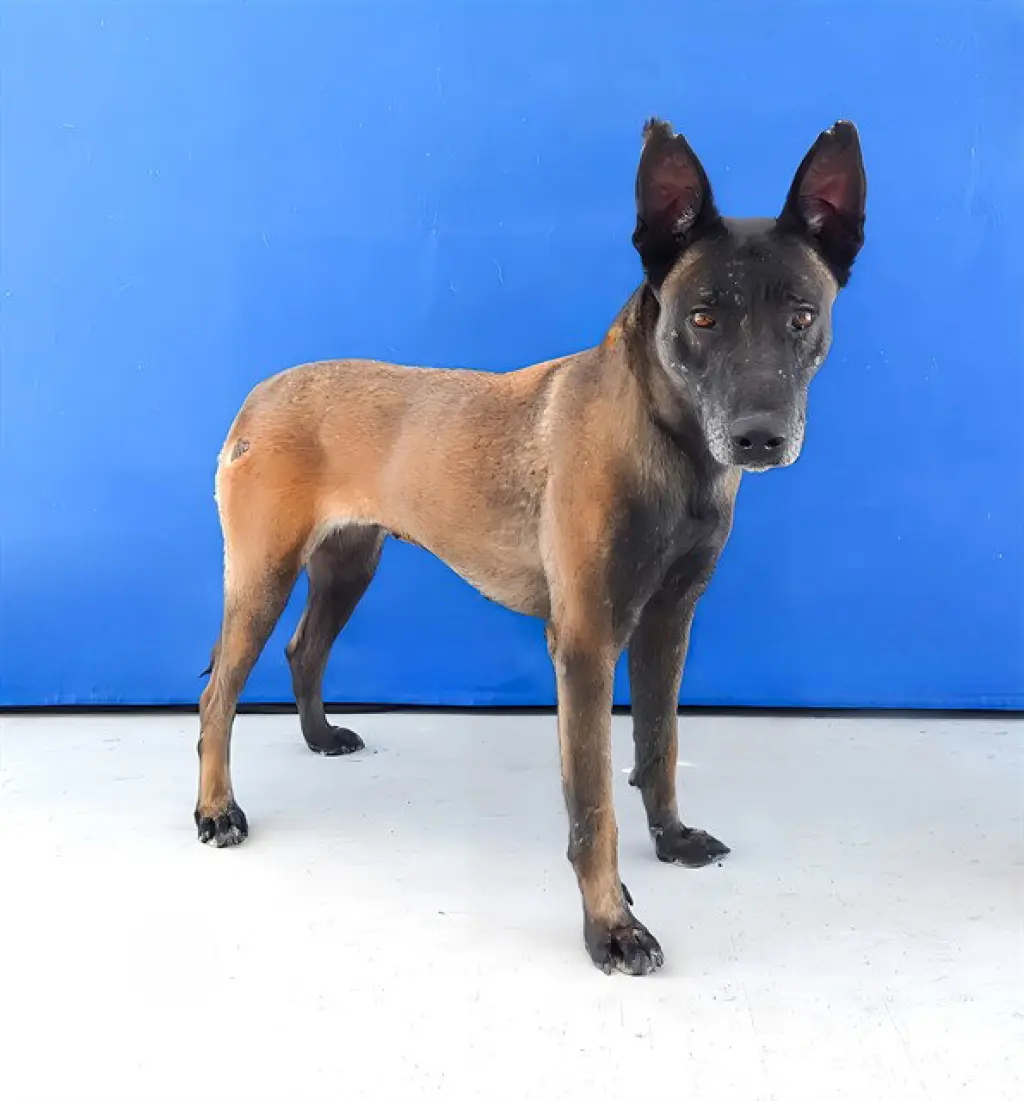 NUTMEG