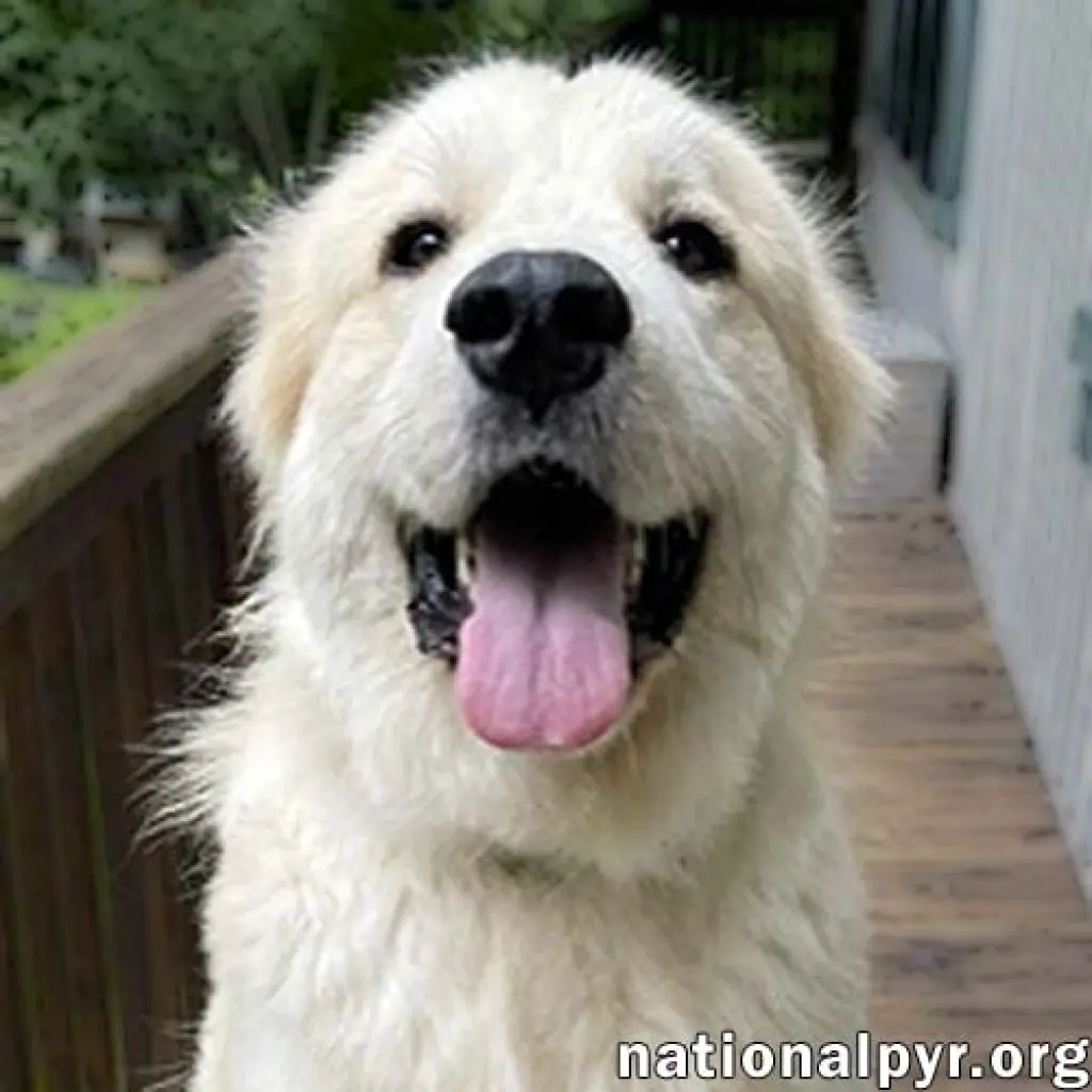 Merida in GA - Sweet & Playful!