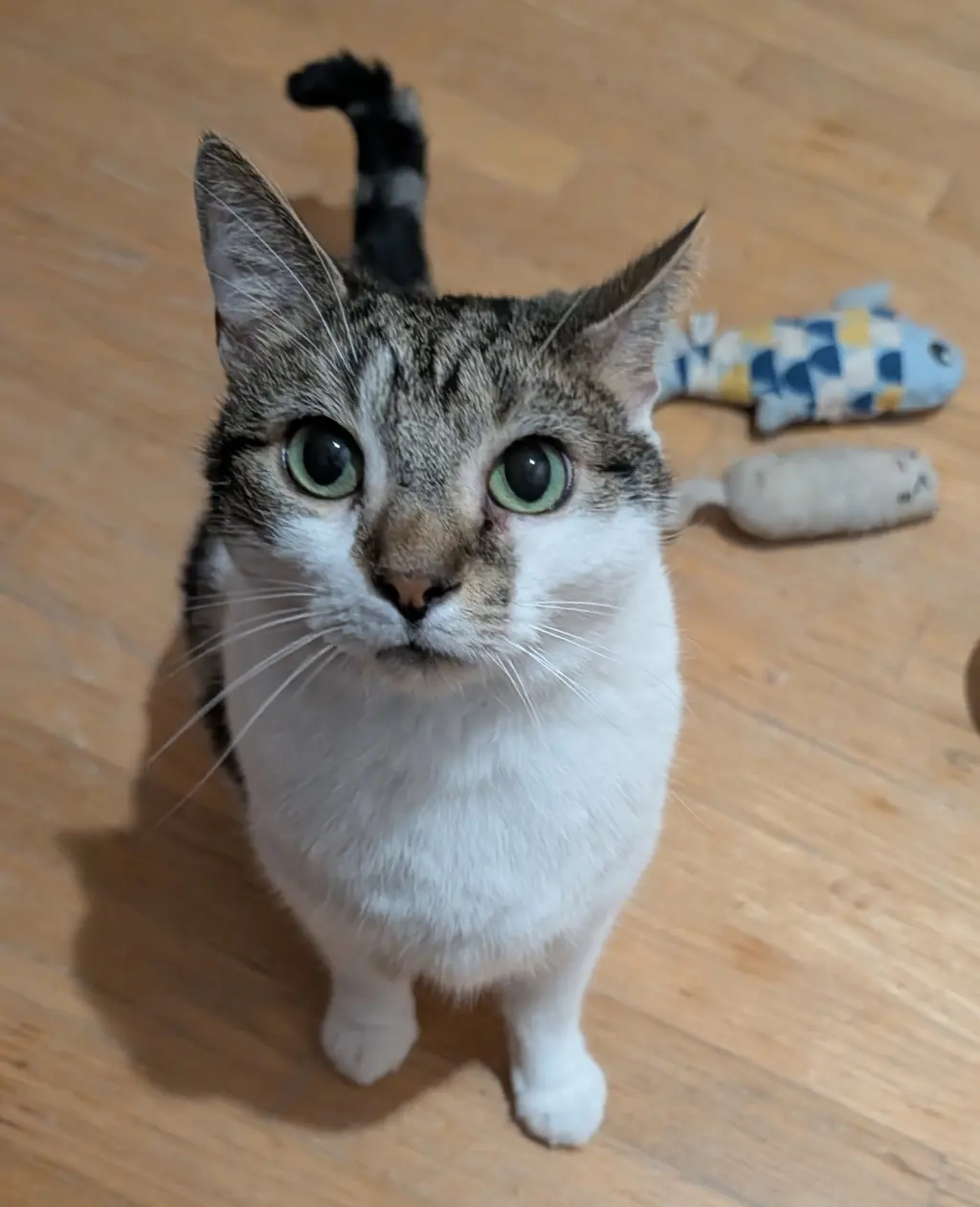 Benji