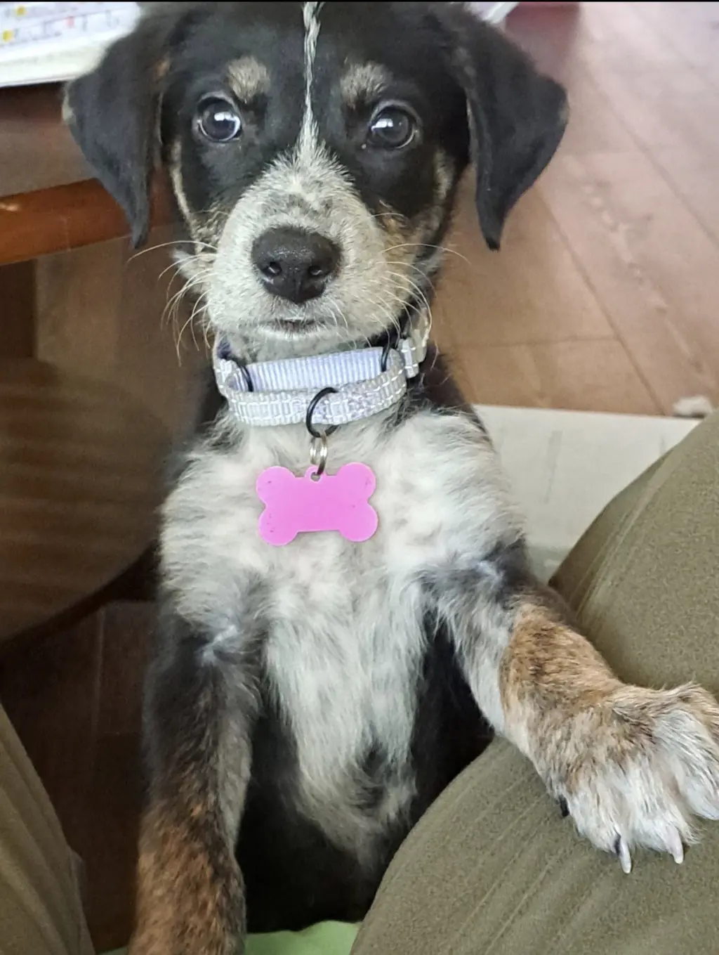 Moxie