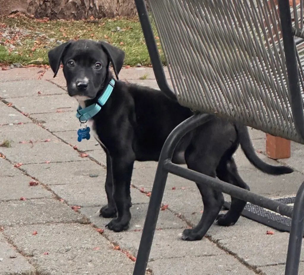 Otis