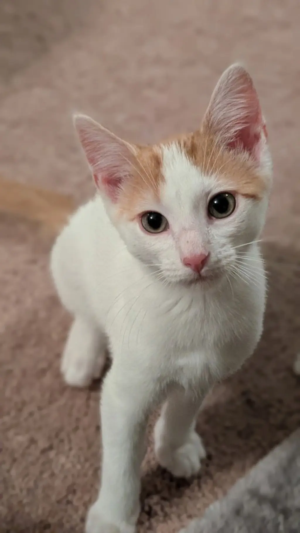 Apollo