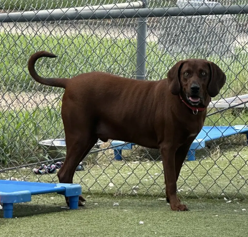 COOPER