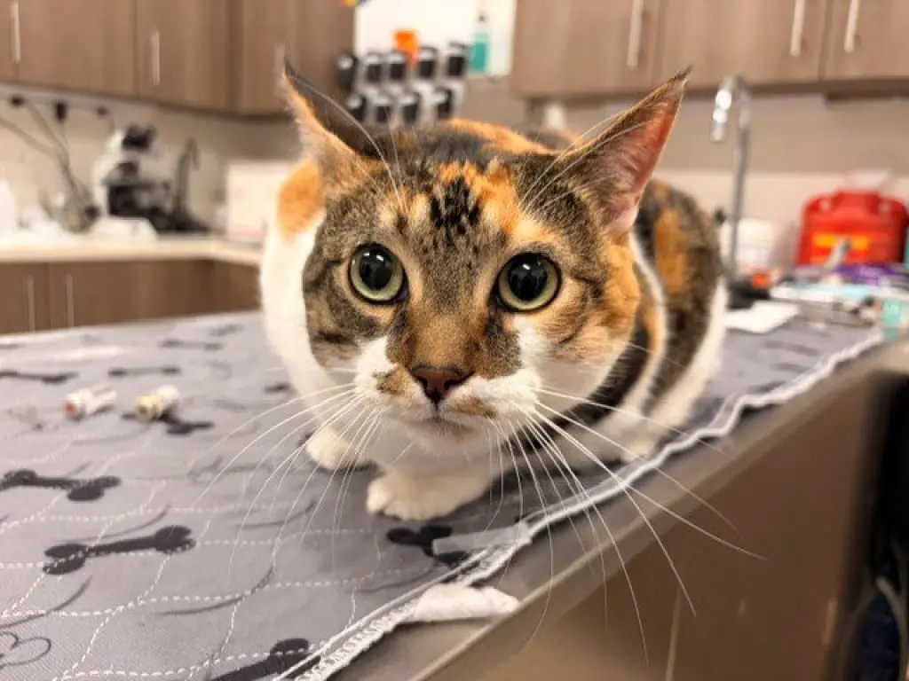 LUCY