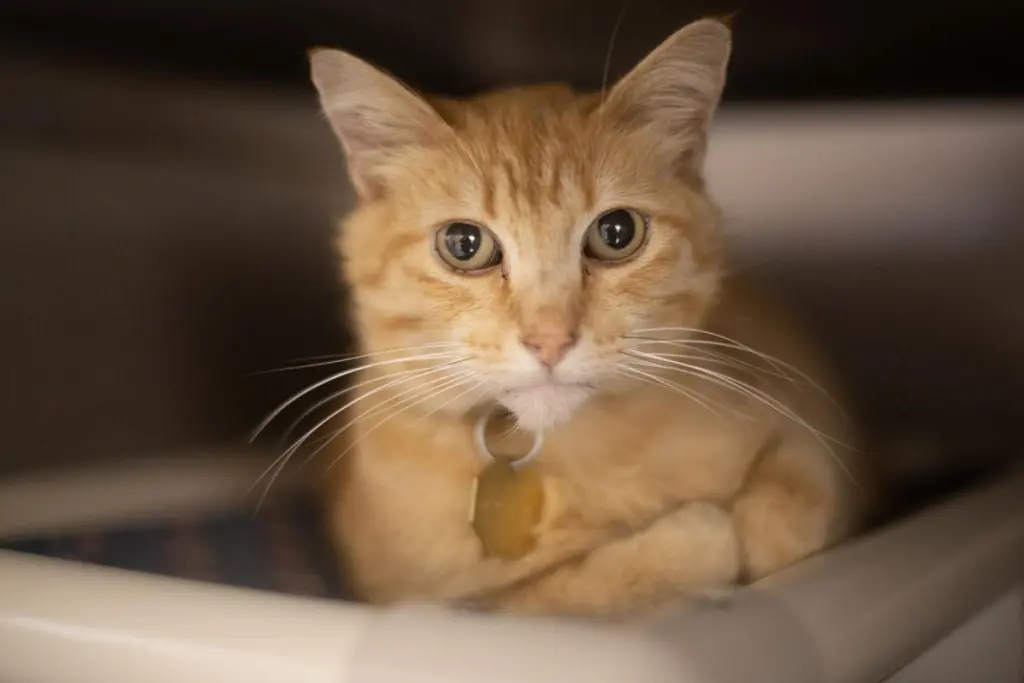 Purr Burger