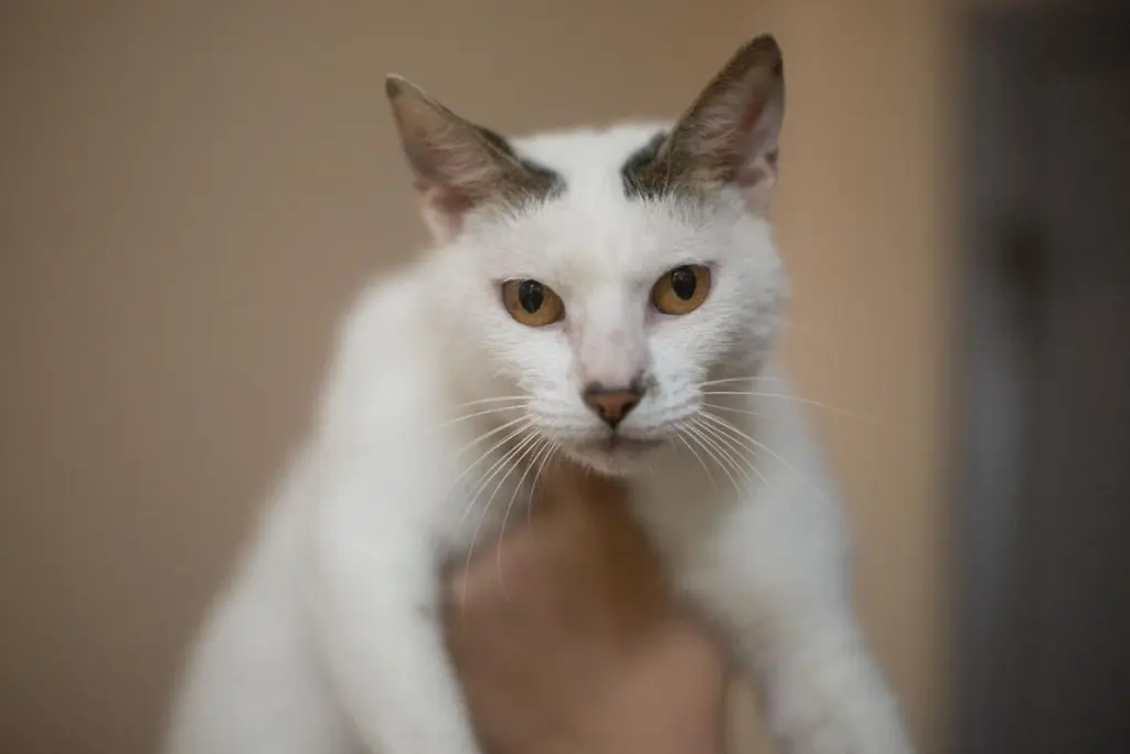 Chairman Meow