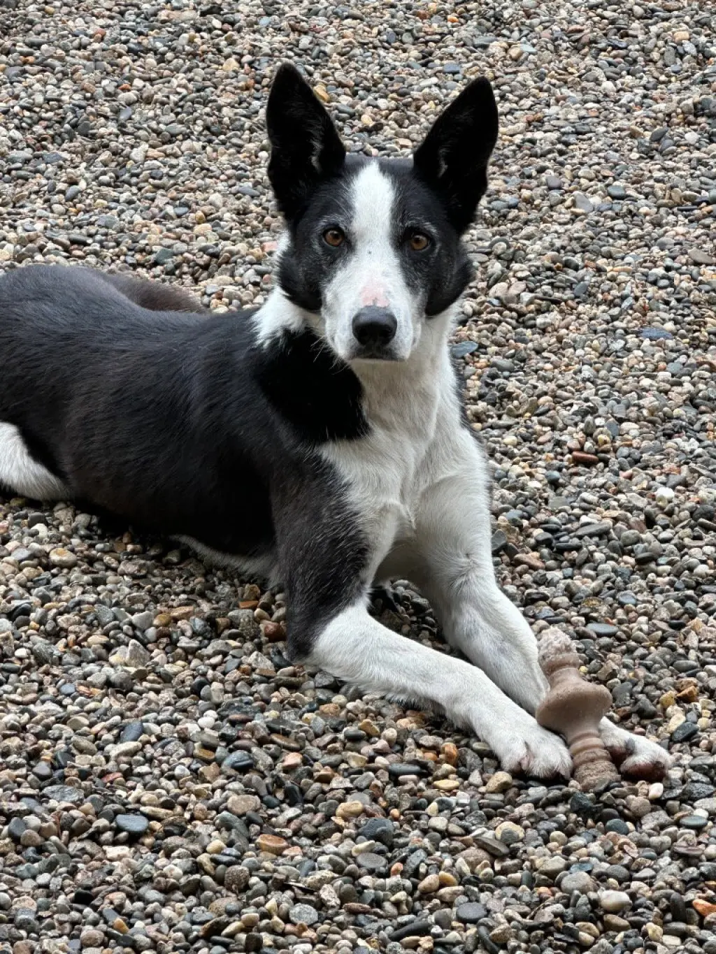 AdoptiSkipper