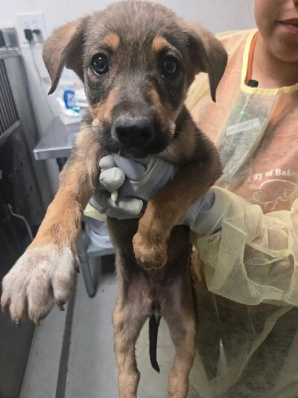 ROO