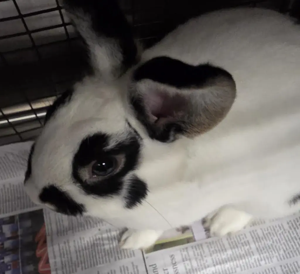 OREO