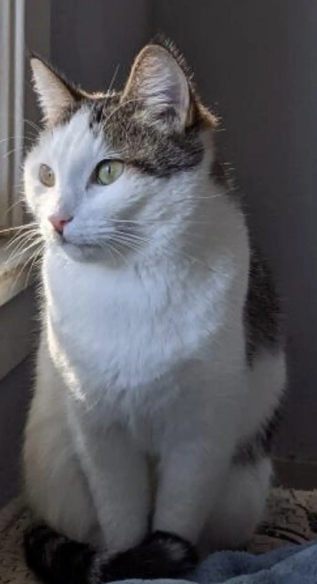 Gertrude