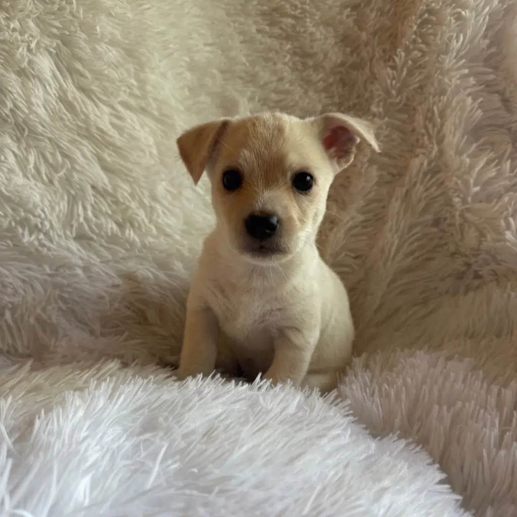 JUNIE