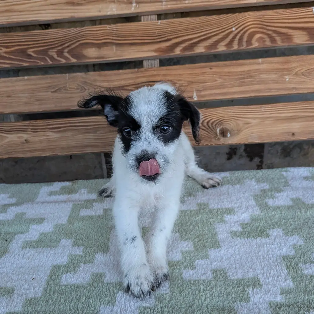 DARCY