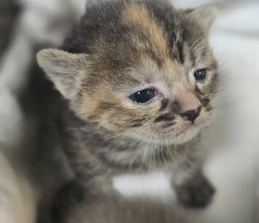 CAT BENITAR