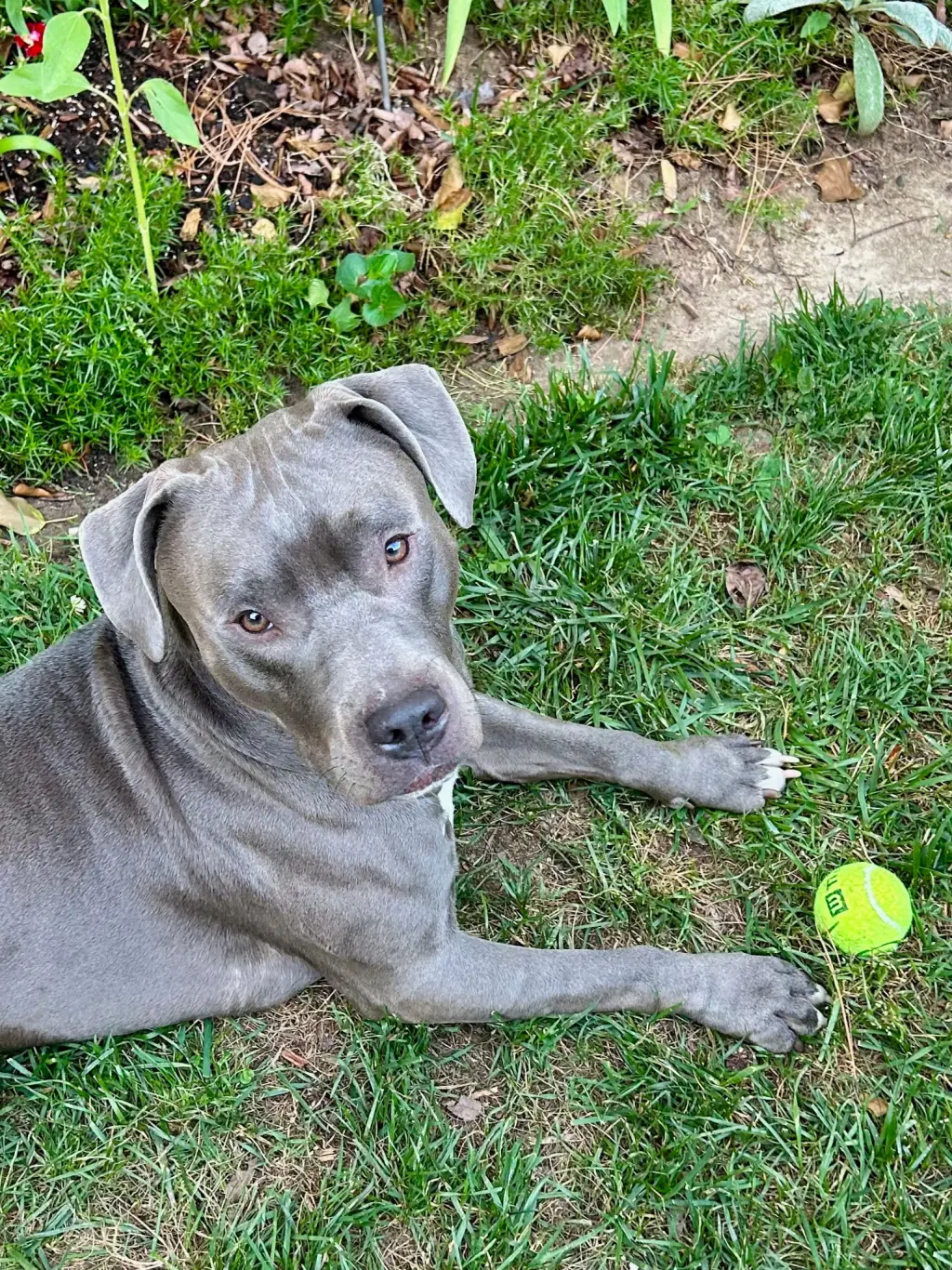 Roscoe