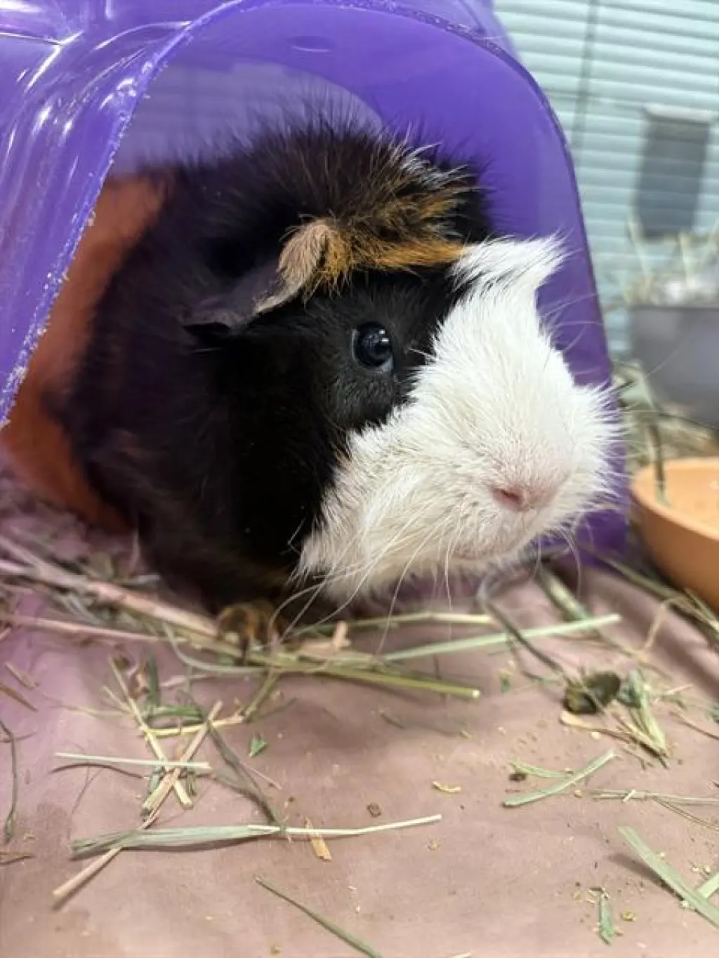 HAMLET