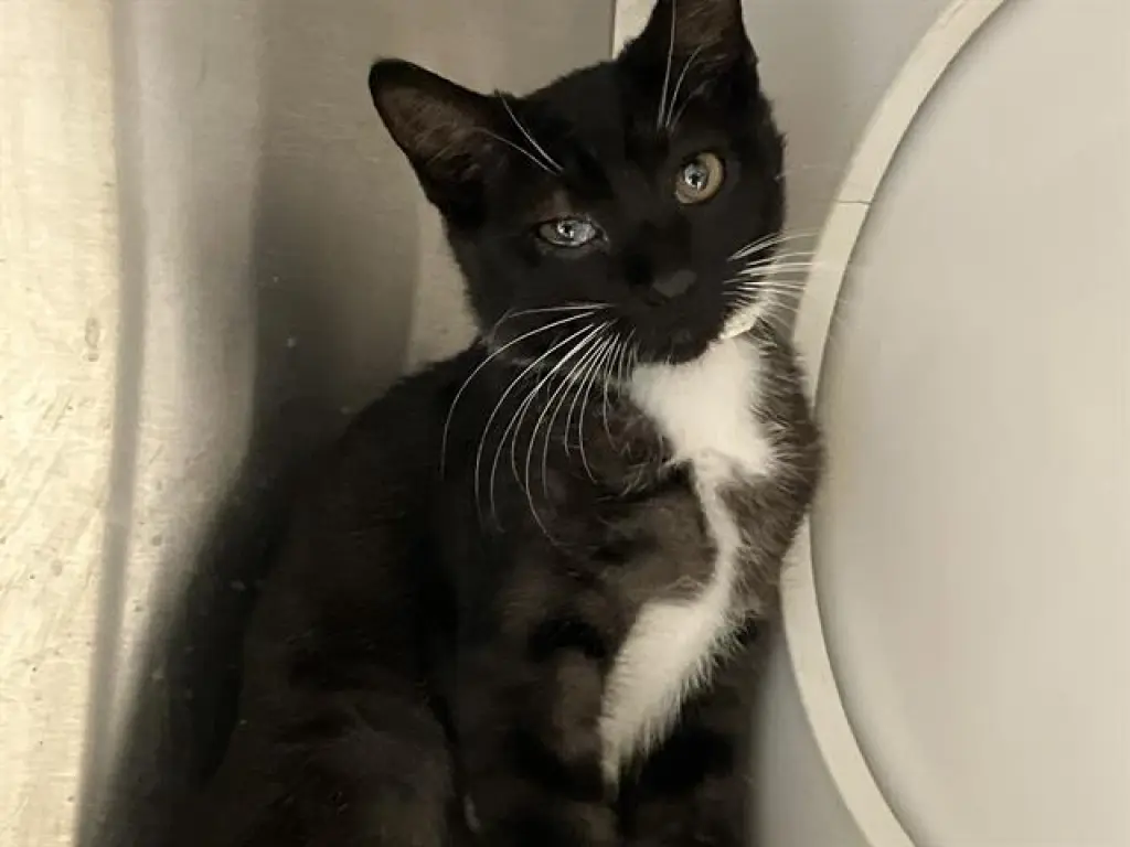 JAZZY