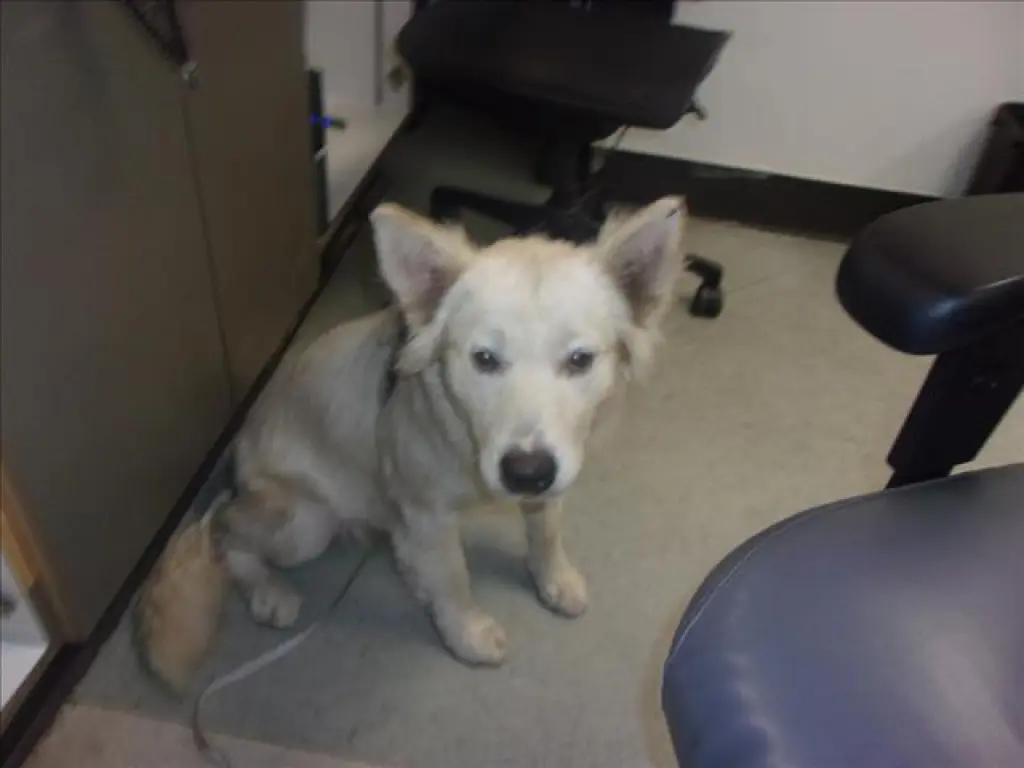 CIELO