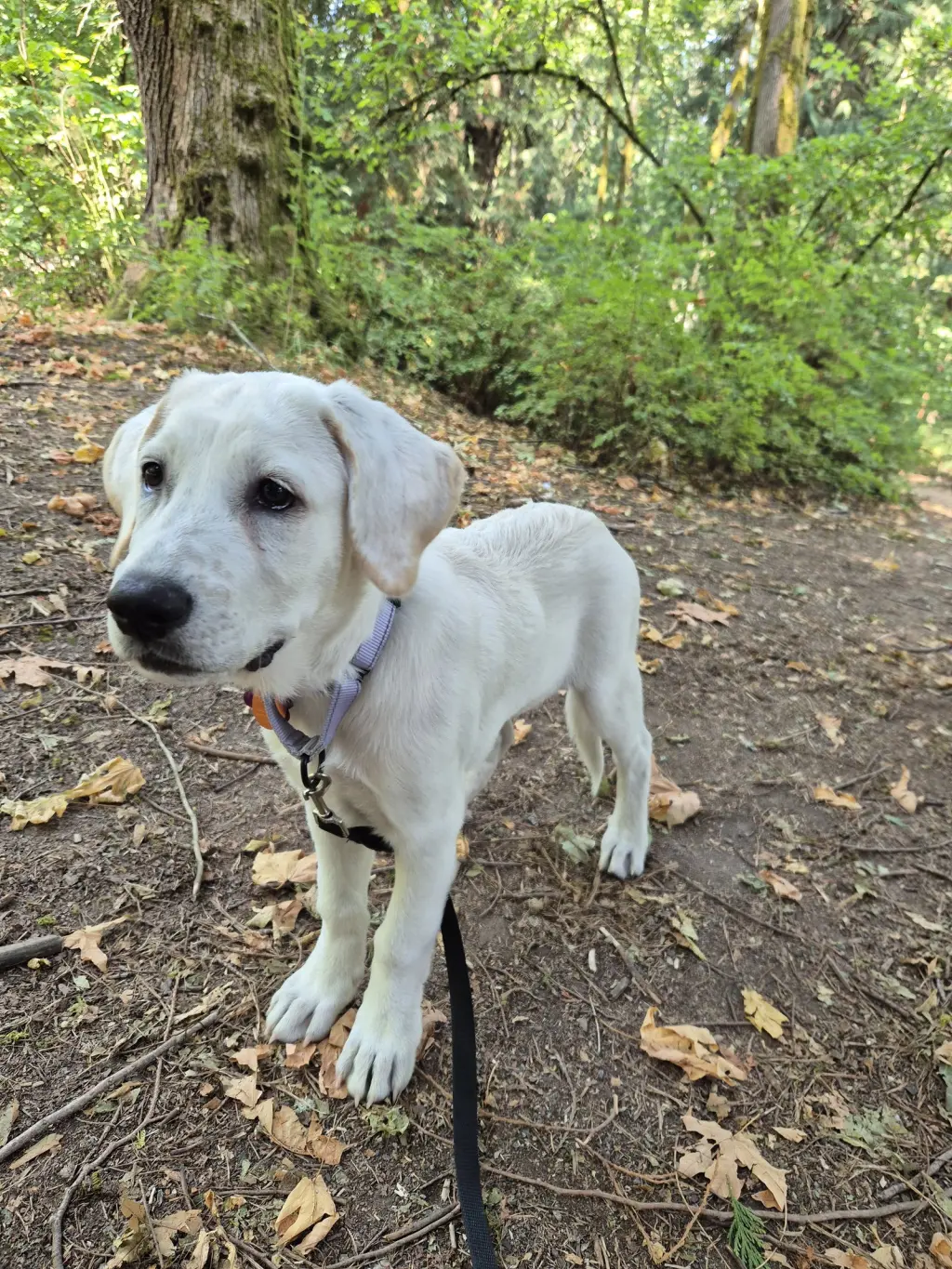 Willow