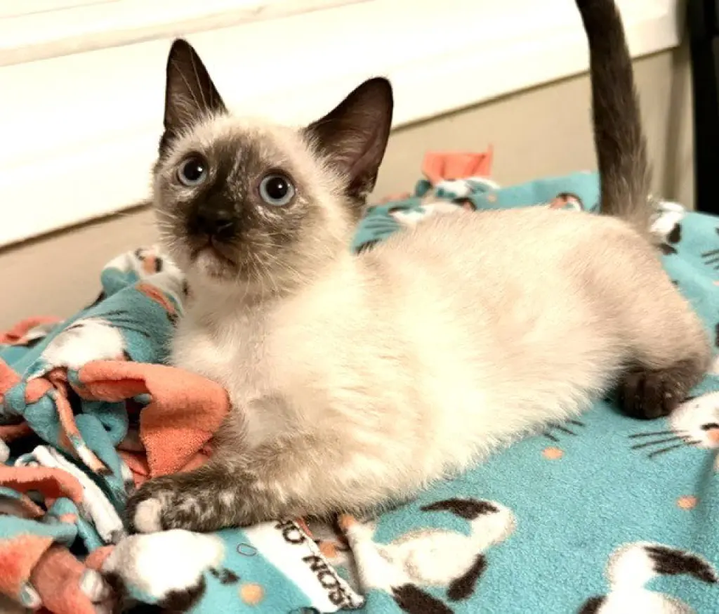 Kitten Vanna