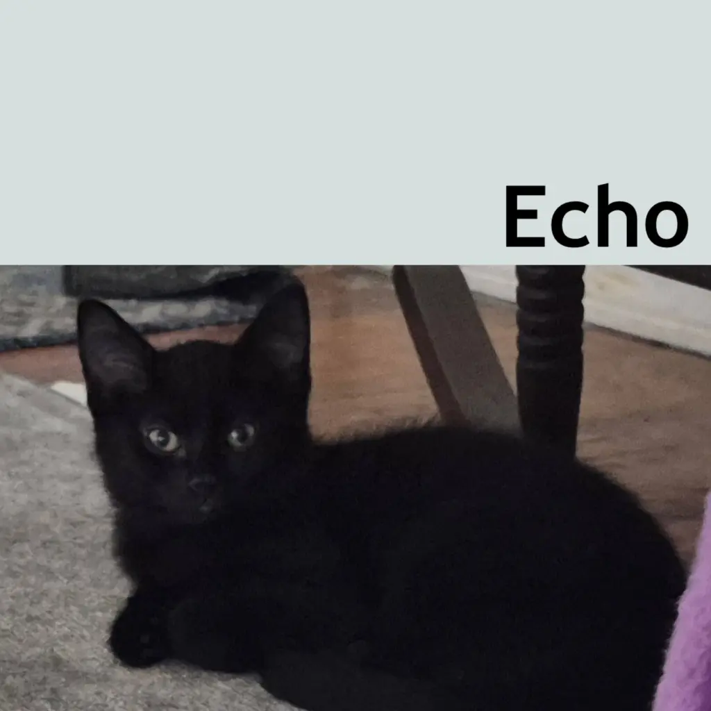 Echo