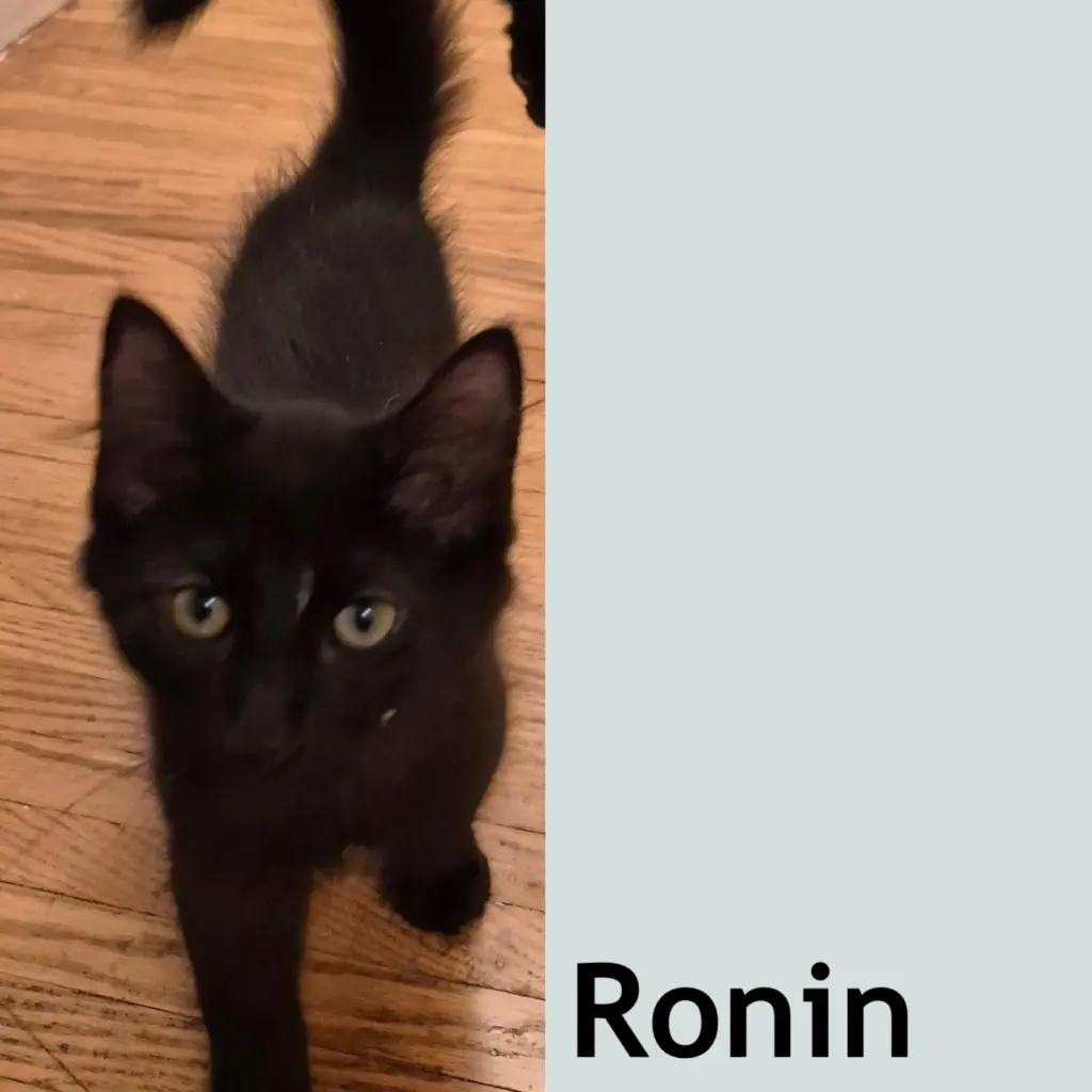 Ronin