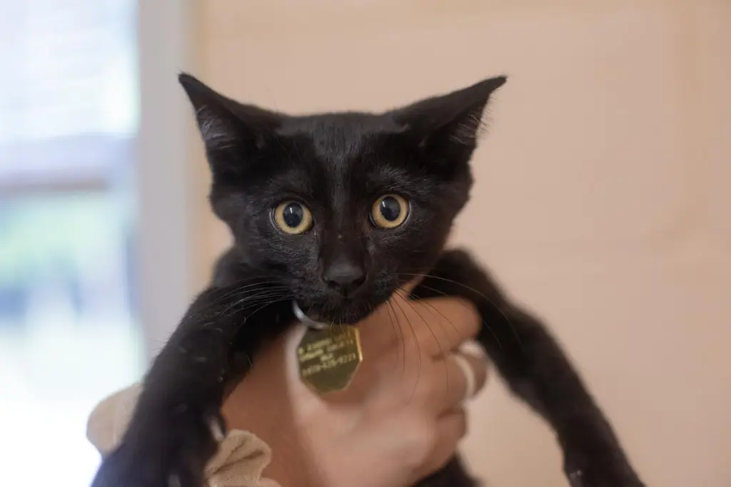 Onyx